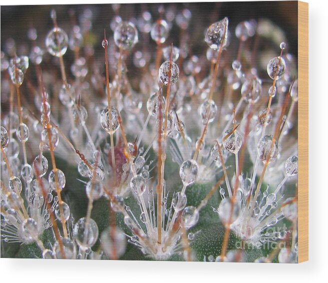 Flower Wood Print featuring the photograph Mystical Photography by Holy Hands