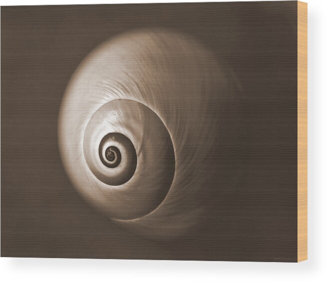 Sea Wood Print featuring the photograph Nautilus in Sepia by Deborah Smith