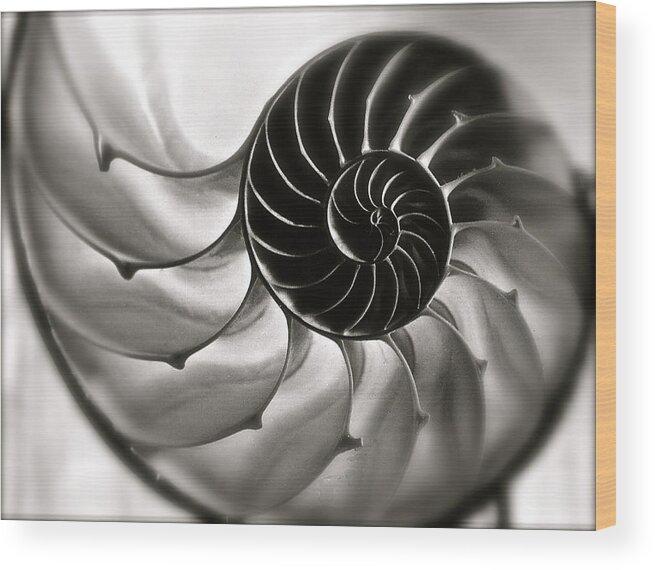 Nautilus Wood Print featuring the photograph Nautilus by Kim Pippinger