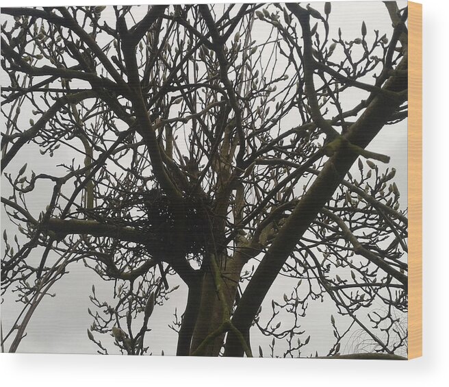 Tree Wood Print featuring the photograph Nesting in the Tree by Gav