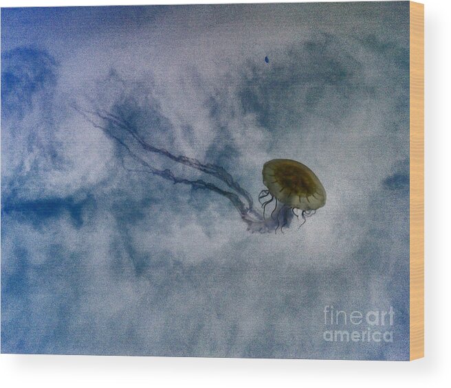 Stinging Nettlefish Wood Print featuring the photograph Nettlesphere by Dorian Hill