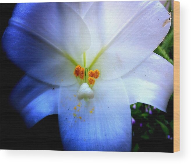 Flower Wood Print featuring the photograph Night and Day Lilly by John Duplantis