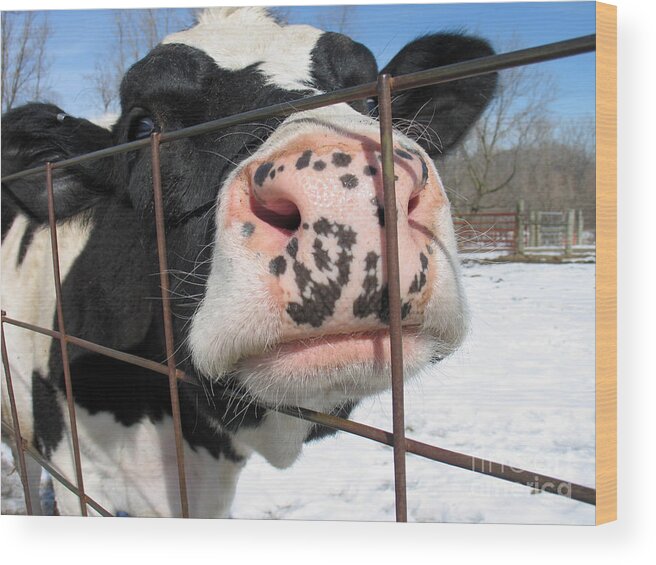 Cow Wood Print featuring the photograph Nosy by Ann Horn