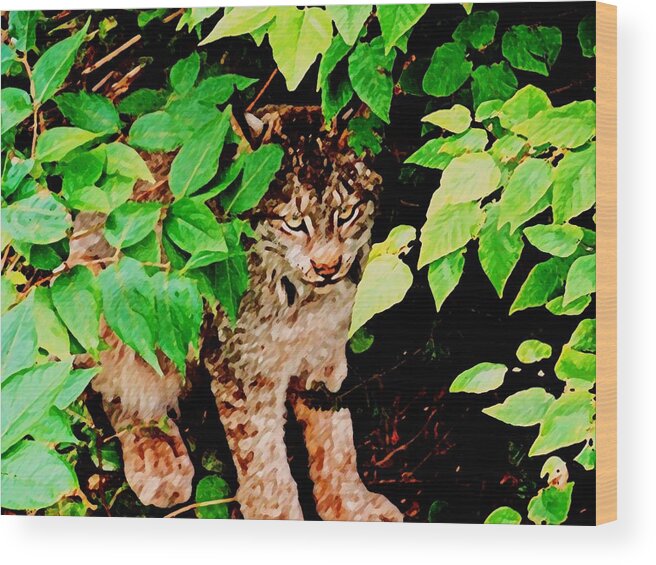 Lynx Wood Print featuring the photograph Not Any Closer by Zinvolle Art
