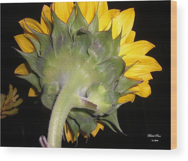 Flower Photograph Wood Print featuring the photograph Purification- Lemongrass by Michele Penn
