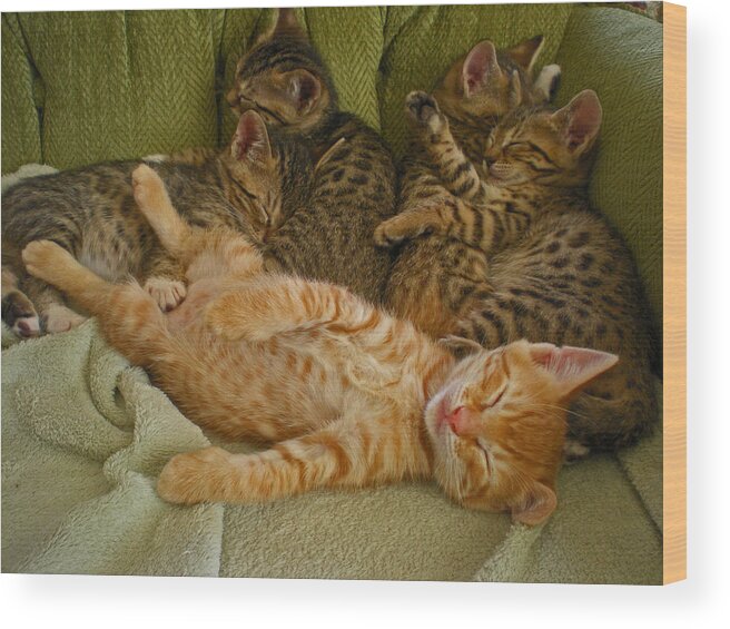 Kittens Wood Print featuring the photograph Occupy Couch by Guillermo Rodriguez