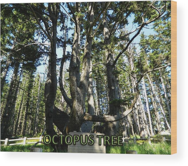 Octopus Tree Wood Print featuring the photograph Octopus Tree by Gallery Of Hope 