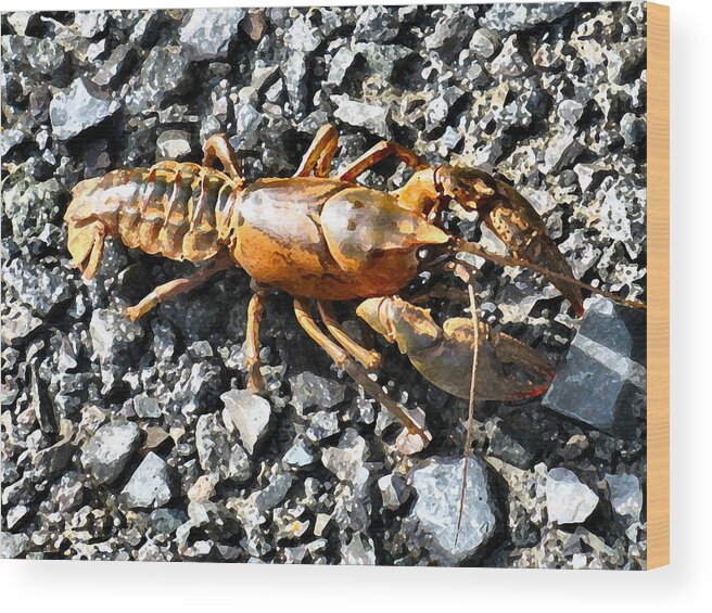 Lobster Wood Print featuring the photograph Old Dominion Fresh Main Crick Critter by Lin Grosvenor