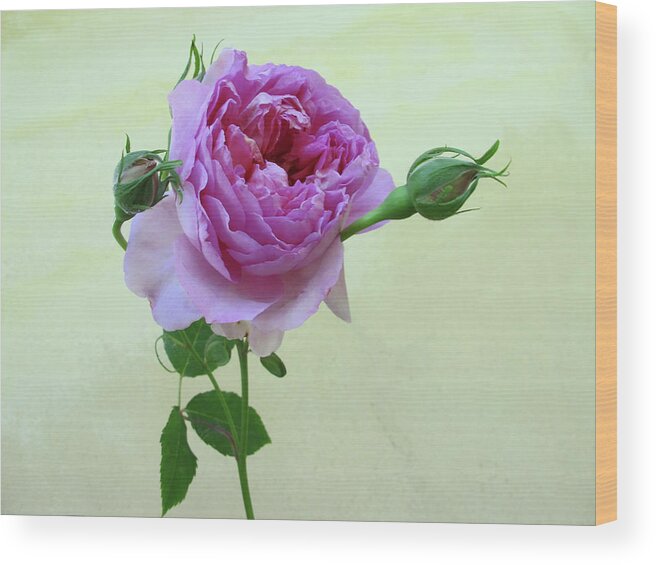 Bud Wood Print featuring the photograph Old English Rose by Rosmarie Wirz