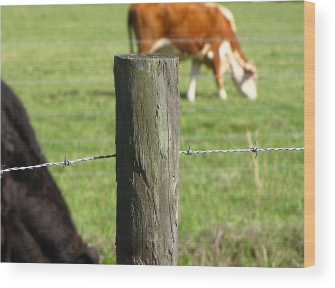 Cows Wood Print featuring the photograph On the Farm by Beth Vincent