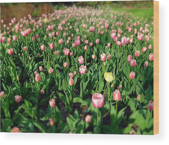 Flowers Wood Print featuring the photograph One Yellow Tulip by Chris Montcalmo