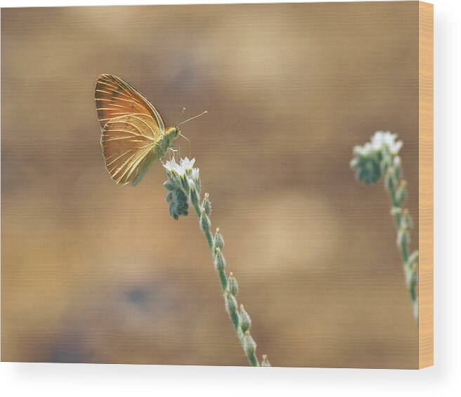 Madais Fausta Wood Print featuring the photograph Orange Day by Meir Ezrachi