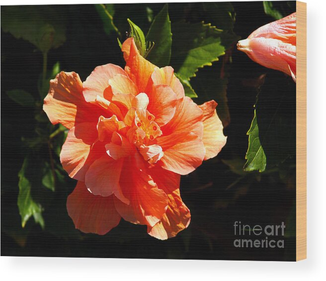 Fine Art Photography Wood Print featuring the photograph Orange Hibiscus by Patricia Griffin Brett