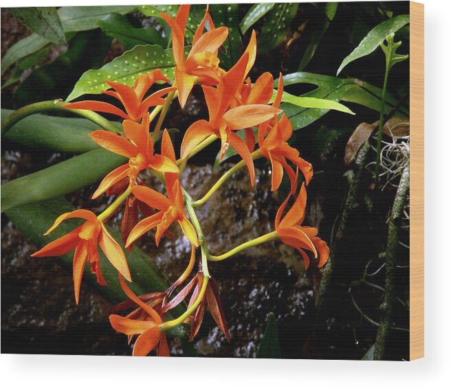 Fine Art Wood Print featuring the photograph Orange Tendrils by Rodney Lee Williams