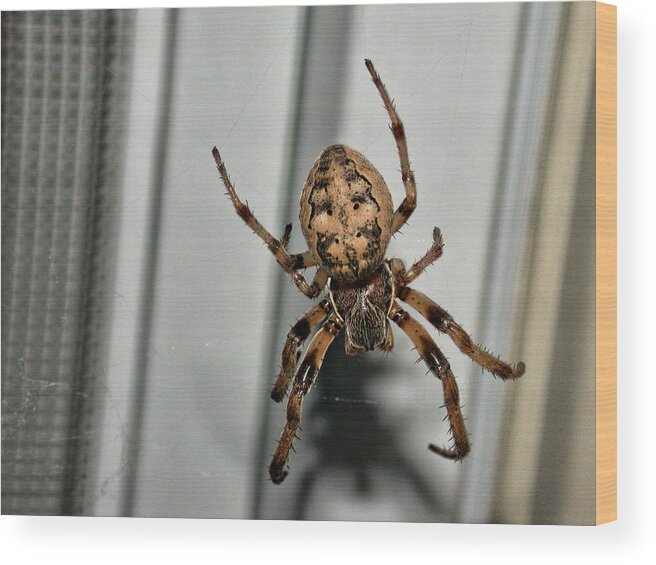 Spider Wood Print featuring the photograph Orb Weaver by David Armstrong