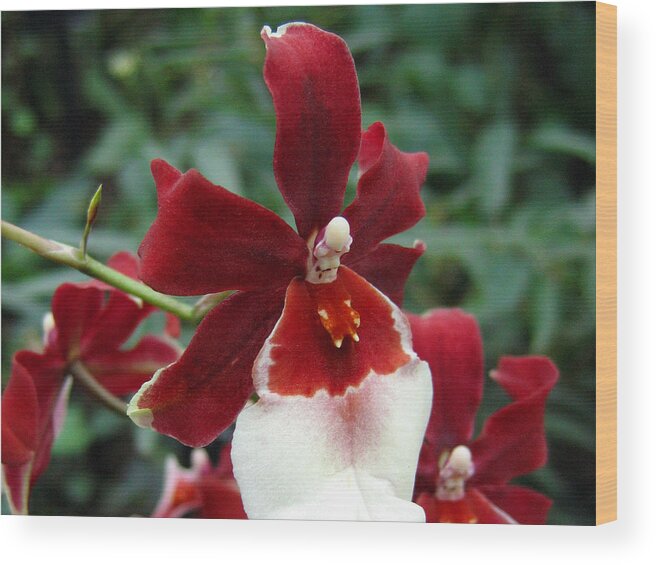 Orchid Wood Print featuring the photograph Orchid 1 by Helene U Taylor