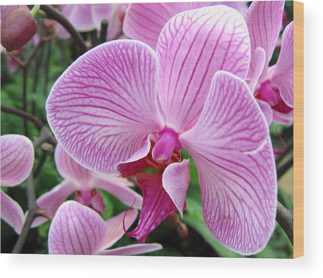 Orchid Wood Print featuring the photograph Orchid 2 by Helene U Taylor