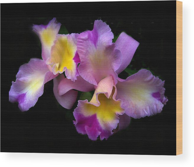 Flowers Wood Print featuring the photograph Orchid Embrace by Jessica Jenney