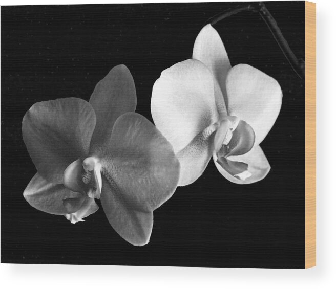 Floral Wood Print featuring the photograph Orchid in black and white by Steve Karol