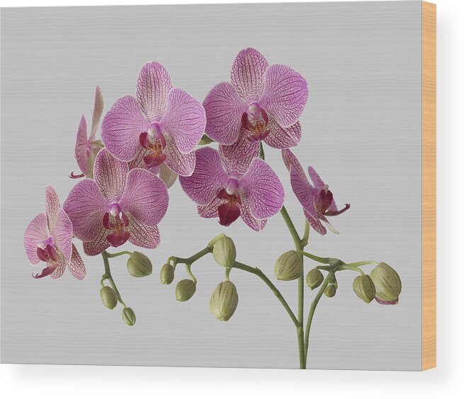 Plant Stem Wood Print featuring the photograph Orchid Plant On Grey Background by William Turner