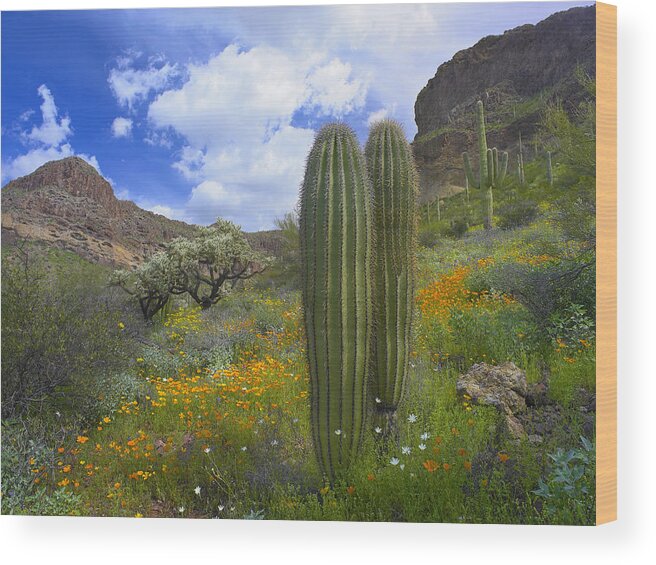 00175595 Wood Print featuring the photograph Organ Pipe Catus National Monument by Tim Fitzharris