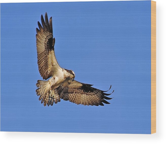 Osprey Wood Print featuring the photograph Osprey Beauty by Patrick Wolf