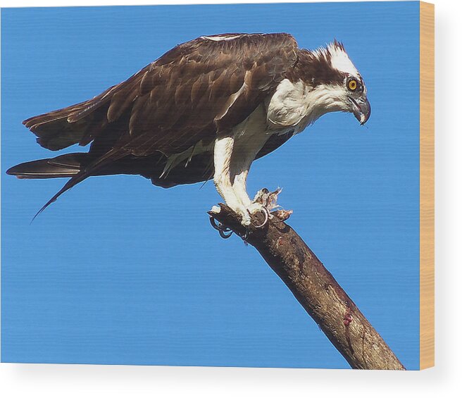 Osprey Wood Print featuring the photograph Osprey Feeding 000 by Christopher Mercer