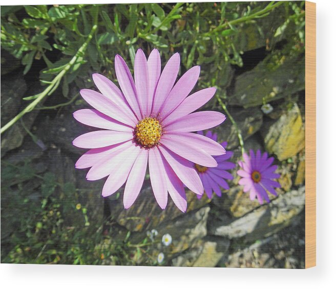 Europe Wood Print featuring the photograph Osteospermum - African Daisy - Pink by Rod Johnson