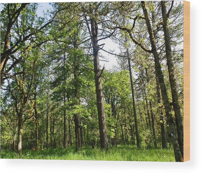 Trees Wood Print featuring the photograph Our Backyard Trees by VLee Watson