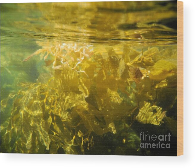 Channel Islands National Park Wood Print featuring the photograph Pacific Ocean Kelp by Adam Jewell