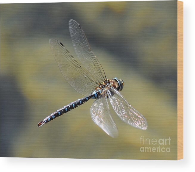 Wildlife Wood Print featuring the photograph Paddletail Darner in Flight by Vivian Christopher