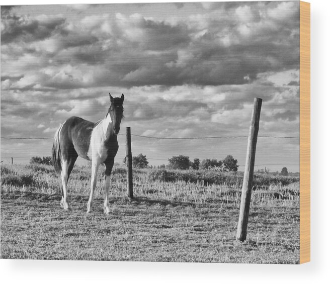 Black And White Wood Print featuring the photograph Painted Pony by Tom Druin