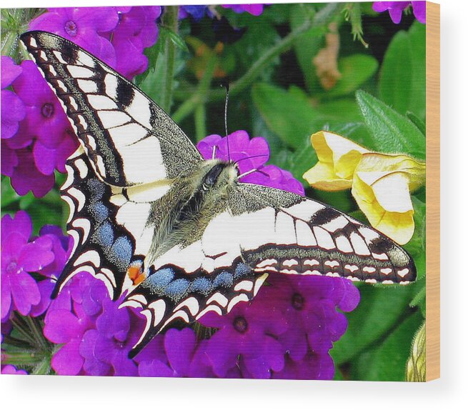 Arthropod Wood Print featuring the photograph Pale Swallowtail by Gerry Bates