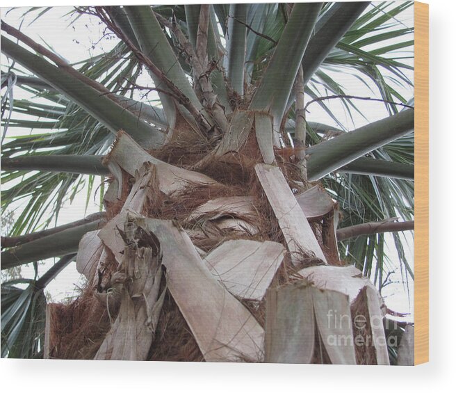 Tropical Wood Print featuring the photograph Florida Palm by Julia Stubbe