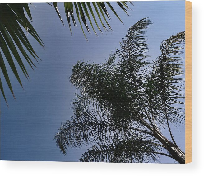 Palms Wood Print featuring the photograph Palms - Washingtonias - Queen by Kathy K McClellan