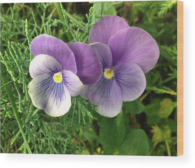 Pansy Wood Print featuring the photograph Pansy by Felix Zapata