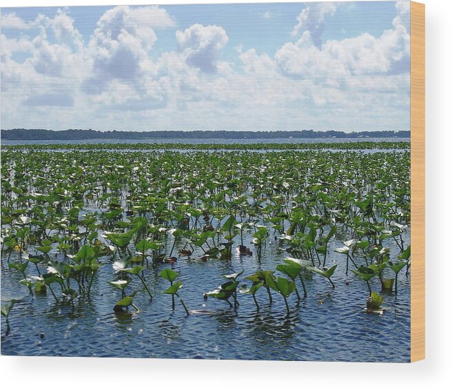 Florida Wood Print featuring the photograph Peace on the Lake by Lindsey Floyd