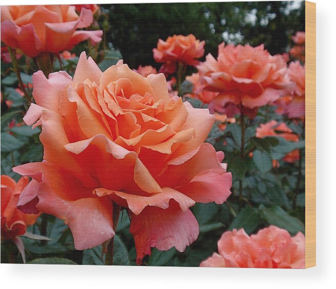 Roses Wood Print featuring the photograph Peach Roses by Rona Black
