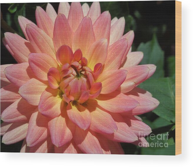 Dahlia Wood Print featuring the photograph Peachy Dahlia by Chad and Stacey Hall