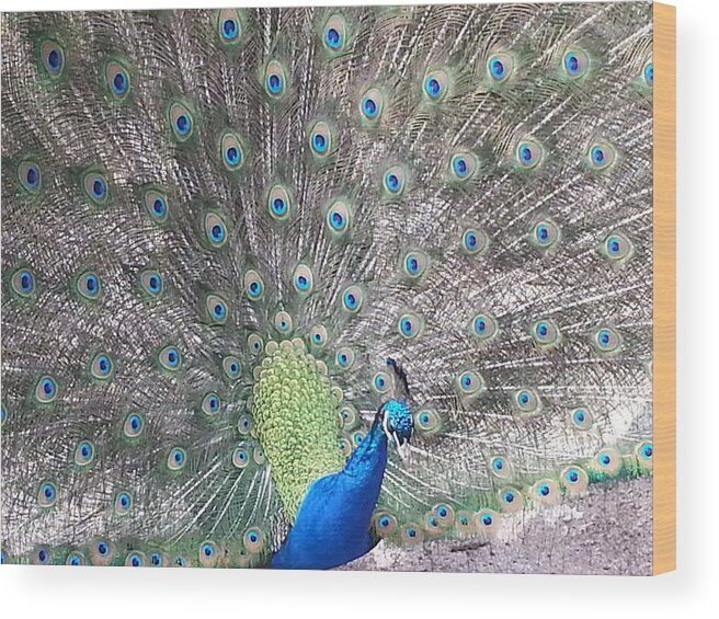 Peacock Wood Print featuring the photograph Peacock Bow by Caryl J Bohn
