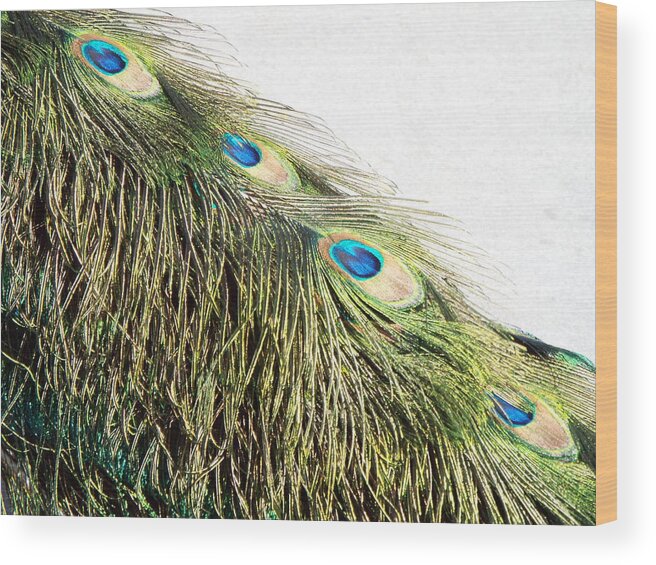 Peacock Wood Print featuring the photograph Peacock Tail 2 by Caryl J Bohn