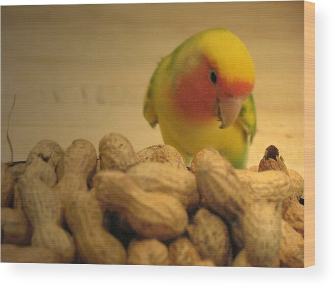 Lovebird Wood Print featuring the photograph Peanut by Andrea Lazar