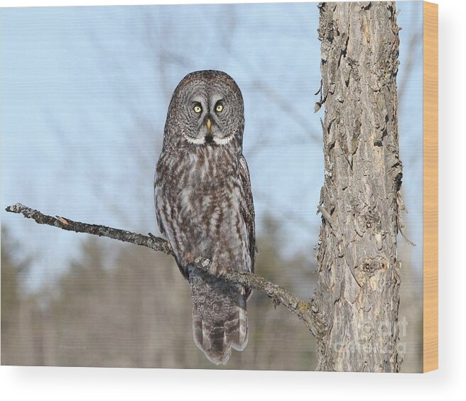 Great Grey Owl Wood Print featuring the photograph Perching perfect by Heather King