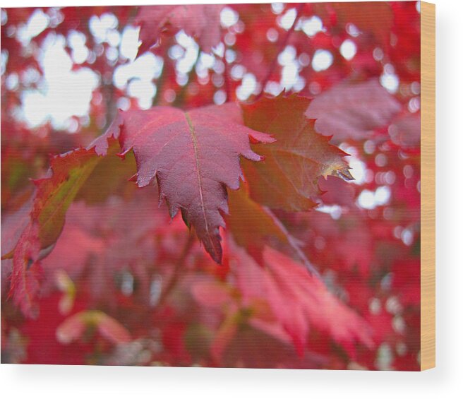 Autumn Wood Print featuring the photograph Perfect Autumn by KATIE Vigil