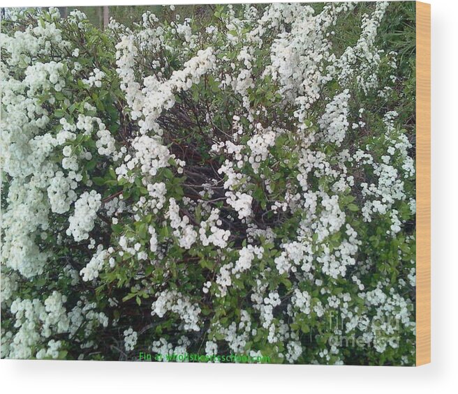 Perfect White Spring Blossoms Photograph Wood Print featuring the photograph Perfect White Spring Blossoms by PainterArtist FIN