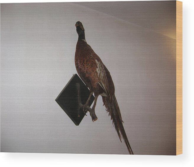 Birds Wood Print featuring the photograph Pheasant by Moshe Harboun