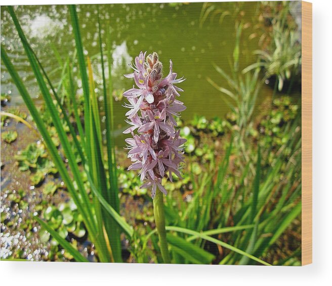 Pickerel Weed Wood Print featuring the photograph Pickerel Weed Plant by MTBobbins Photography