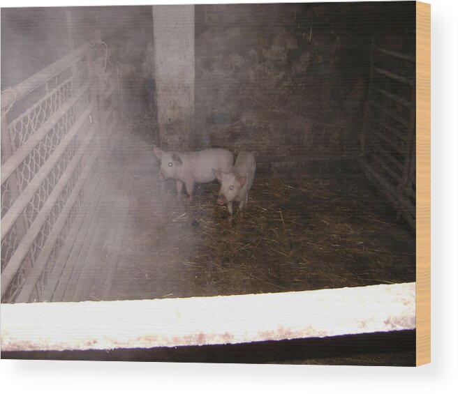 Pigs Wood Print featuring the photograph Piggies by Moshe Harboun
