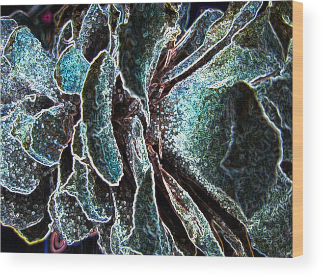 Pine Cone Wood Print featuring the photograph Pine frost 2 by Alan Metzger