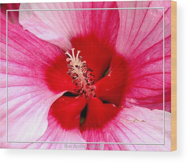 Hibiscus Wood Print featuring the photograph Pink and Red Hibiscus Flower by Rose Santuci-Sofranko